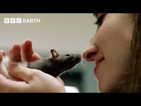 Do Rats Have Emotions? | Horizon: The Science of Laughter | BBC Earth Science