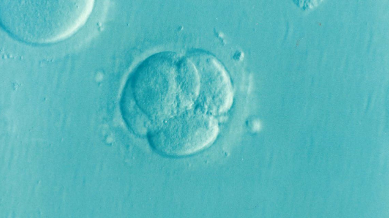 Cuál es el proceso de desarrollo embrionario