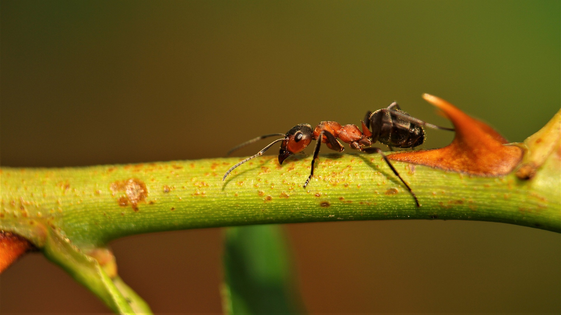 Cómo se usa el ácido bórico para las hormigas