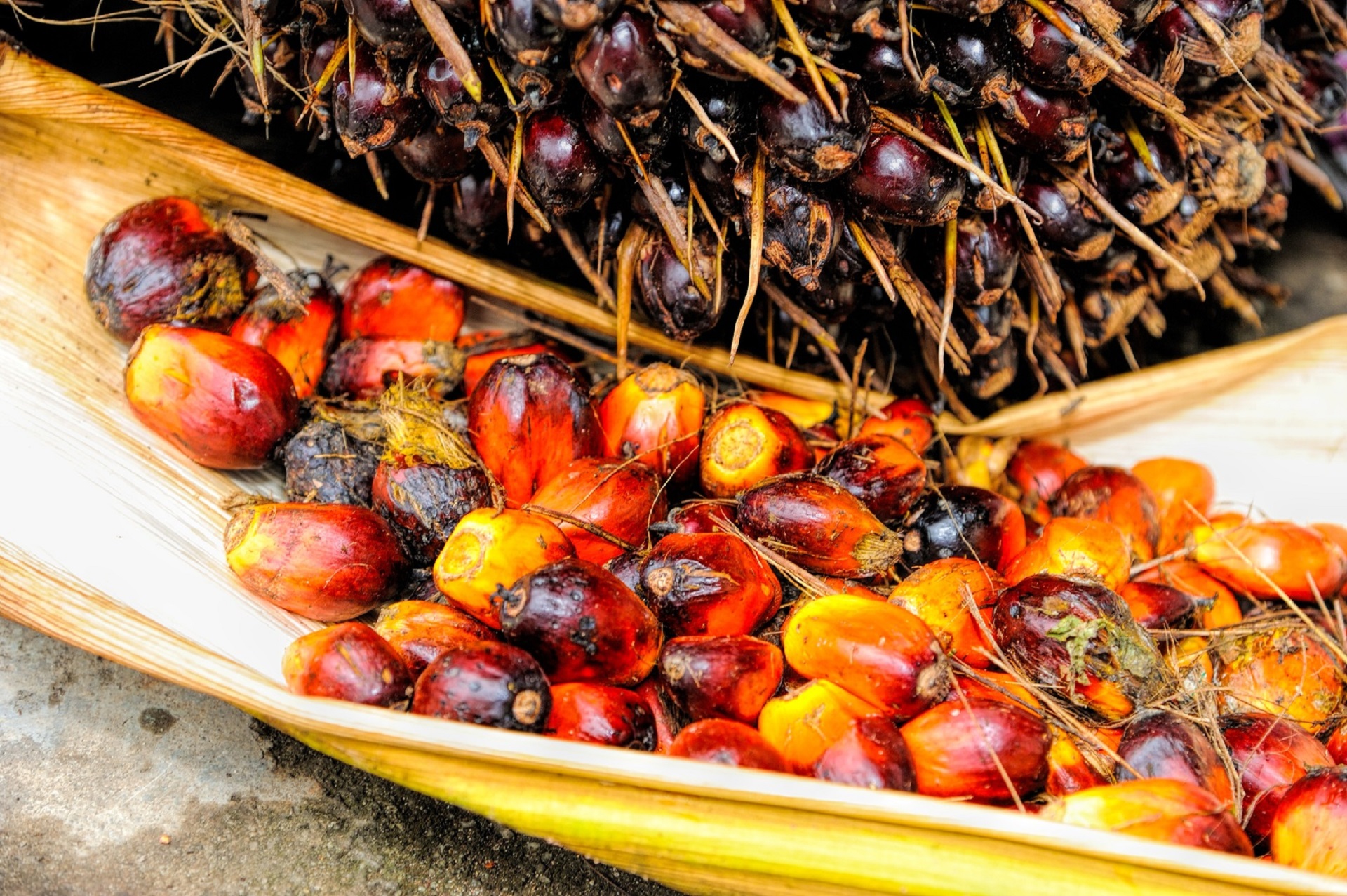 Qué productos contienen aceite de palma