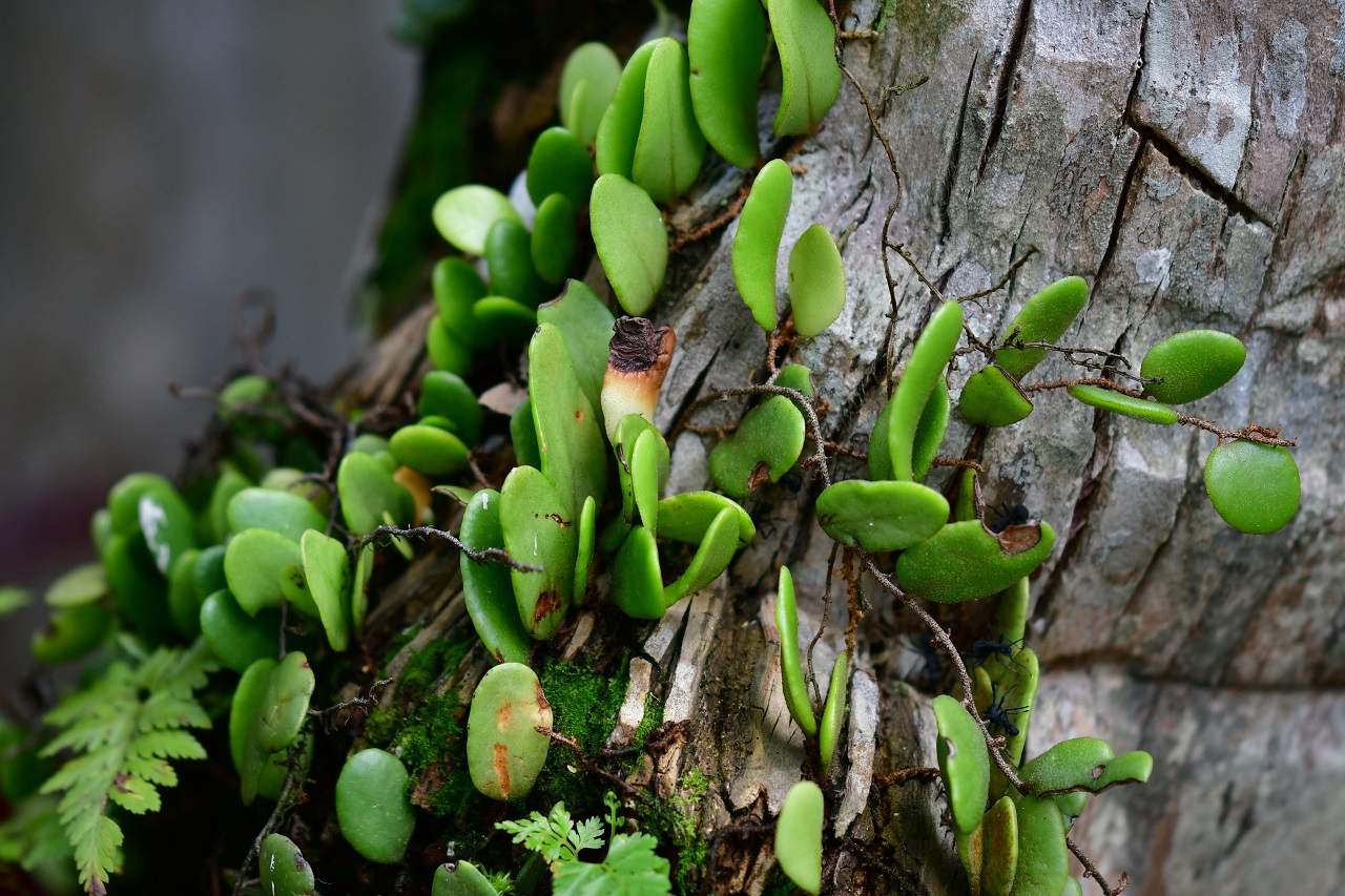 Plantas epifitas