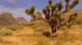 Flora y fauna del desierto