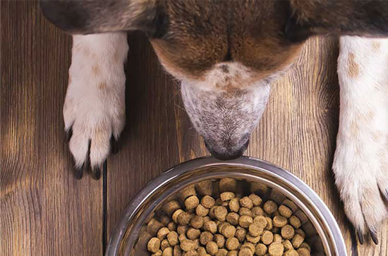 Dietas para perros con problemas digestivos