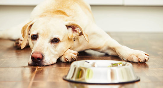 problemas digestivos comunes en perros